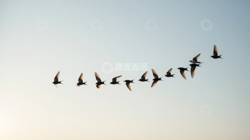 高清大图下载【趣麦麦图】蓝天中列队飞翔的燕子