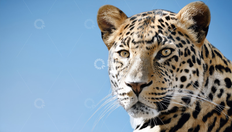 高清大图下载【趣麦麦图】蓝天下的豹子特写
