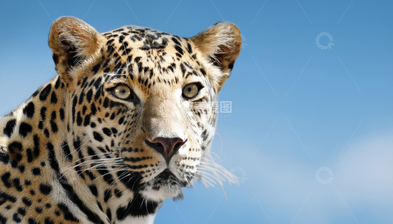 高清大图下载【趣麦麦图】蓝天下的豹子特写1