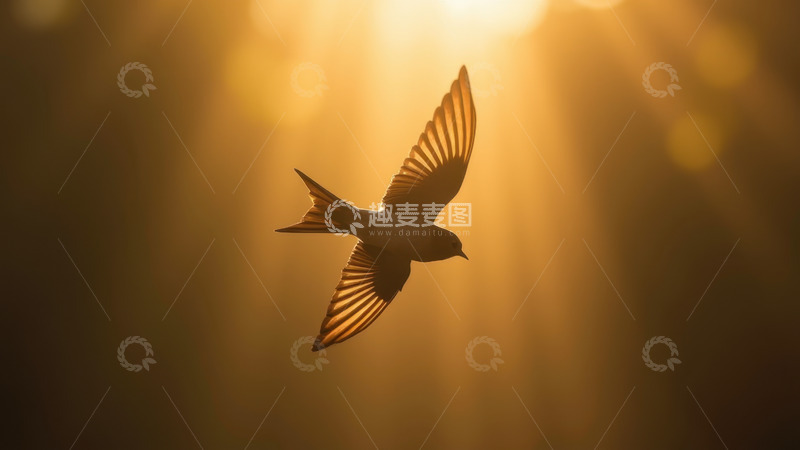 高清大图下载【趣麦麦图】逆光中翱翔的燕子剪影