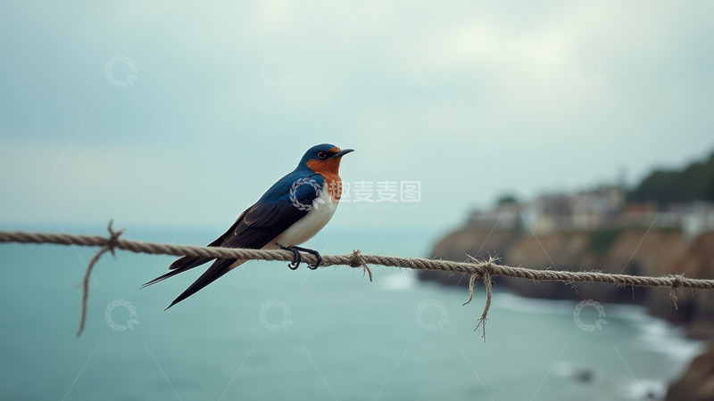 高清大图下载【趣麦麦图】海边绳索上静立的燕子