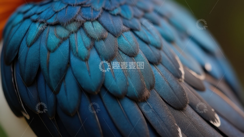 高清大图下载【趣麦麦图】燕子羽毛的微观绚丽细节