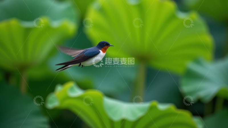 高清大图下载【趣麦麦图】荷叶间穿梭的灵动燕子