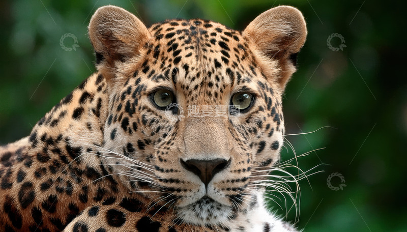 高清大图下载【趣麦麦图】豹子头部特写