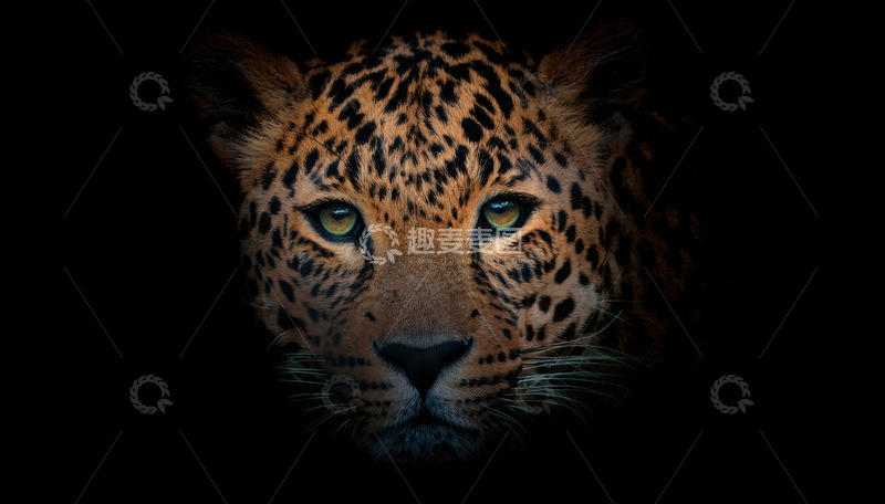 高清大图下载【趣麦麦图】暗背景中豹子的特写