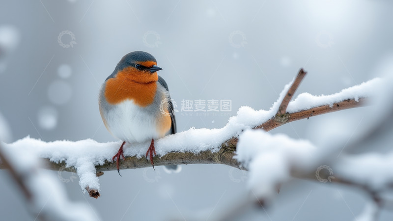 高清大图下载【趣麦麦图】雪枝上栖息的冬日燕子