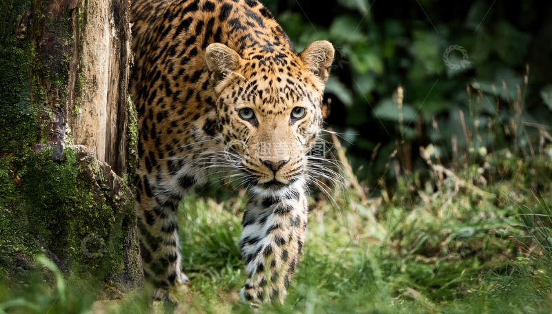 高清大图下载【趣麦麦图】树林中行走的豹子