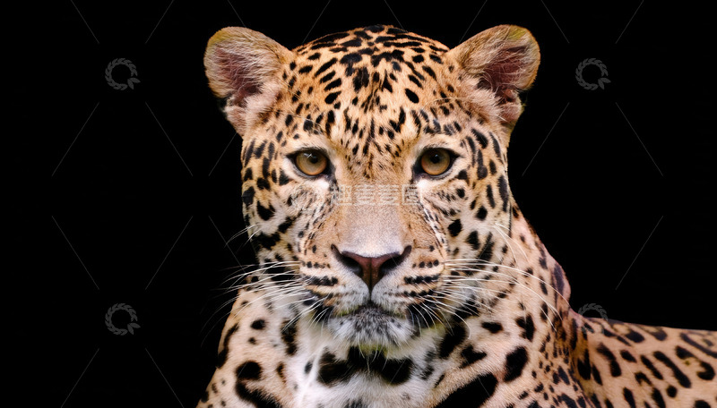 高清大图下载【趣麦麦图】黑背景中静卧的豹子