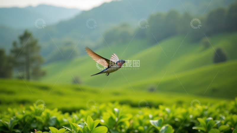茶园上空飞行的燕子