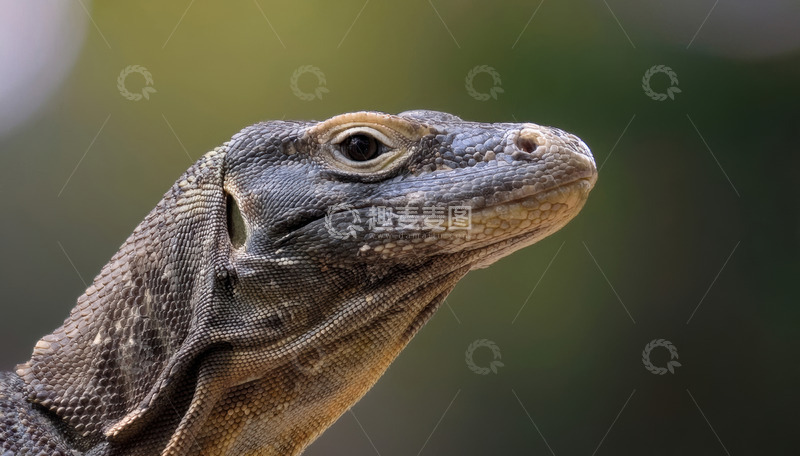 高清大图下载【趣麦麦图】科莫多龙头部特写1