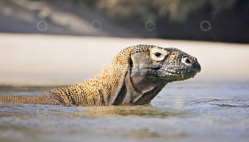 高清大图下载【趣麦麦图】水中的科莫多龙