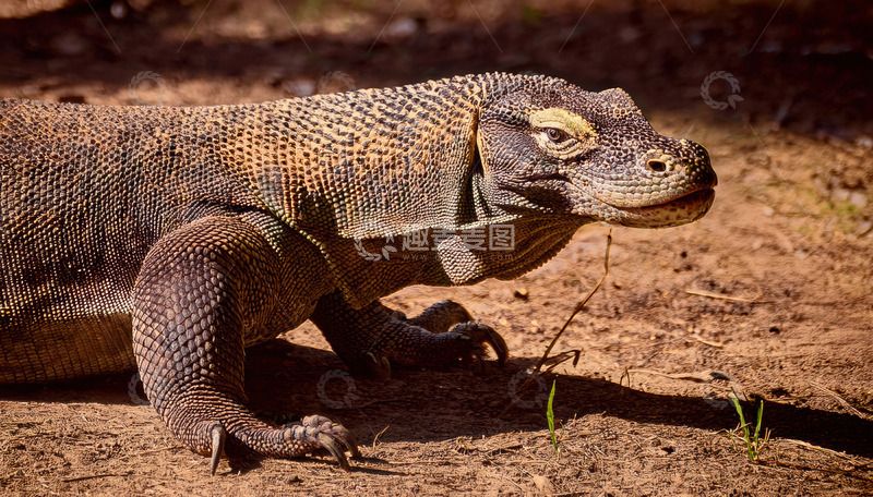 高清大图下载【趣麦麦图】地面上的科莫多龙