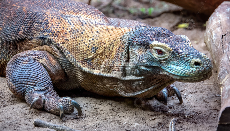 高清大图下载【趣麦麦图】地面上休憩的科莫多龙