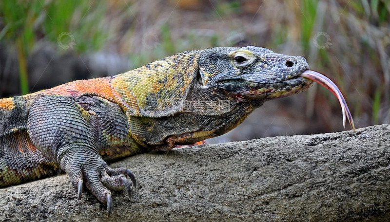 高清大图下载【趣麦麦图】吐舌的科莫多龙