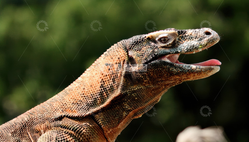 高清大图下载【趣麦麦图】张嘴的科莫多龙特写