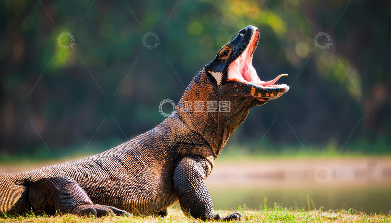 高清大图下载【趣麦麦图】张嘴吼叫的科莫多龙