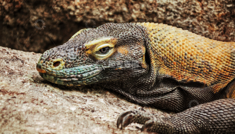 高清大图下载【趣麦麦图】岩石上静卧的科莫多龙