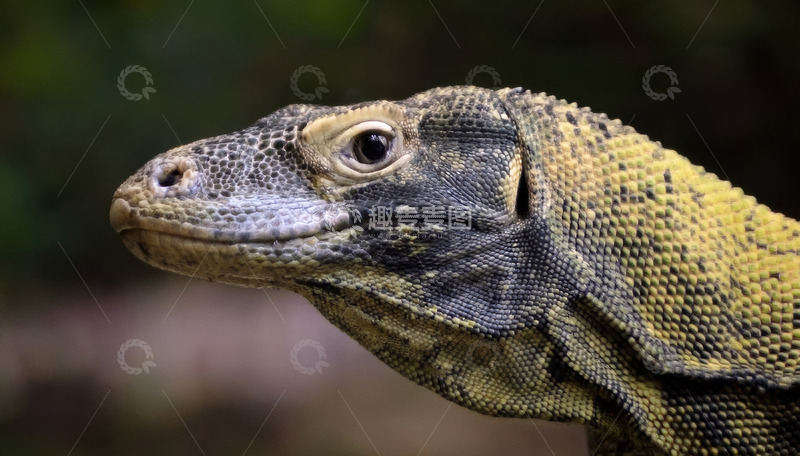 高清大图下载【趣麦麦图】科莫多龙头部特写3