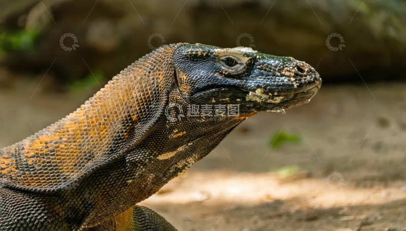 高清大图下载【趣麦麦图】科莫多龙侧头特写