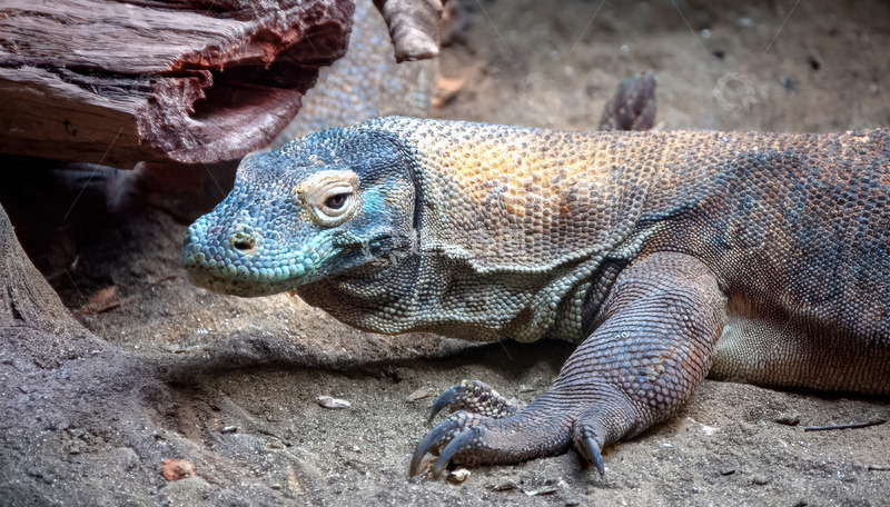 高清大图下载【趣麦麦图】地面上静卧的科莫多龙