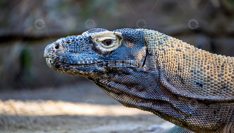 高清大图下载【趣麦麦图】科莫多龙侧面特写