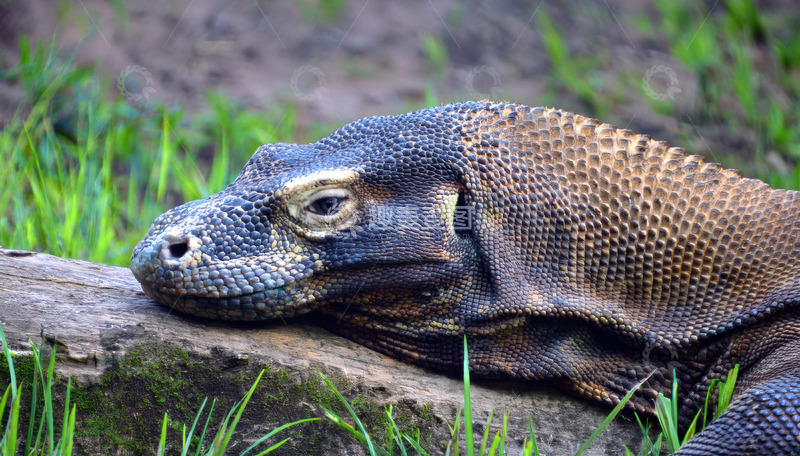 高清大图下载【趣麦麦图】科莫多龙枕木休憩