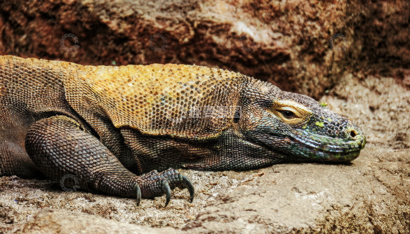 高清大图下载【趣麦麦图】岩石上休憩的科莫多龙