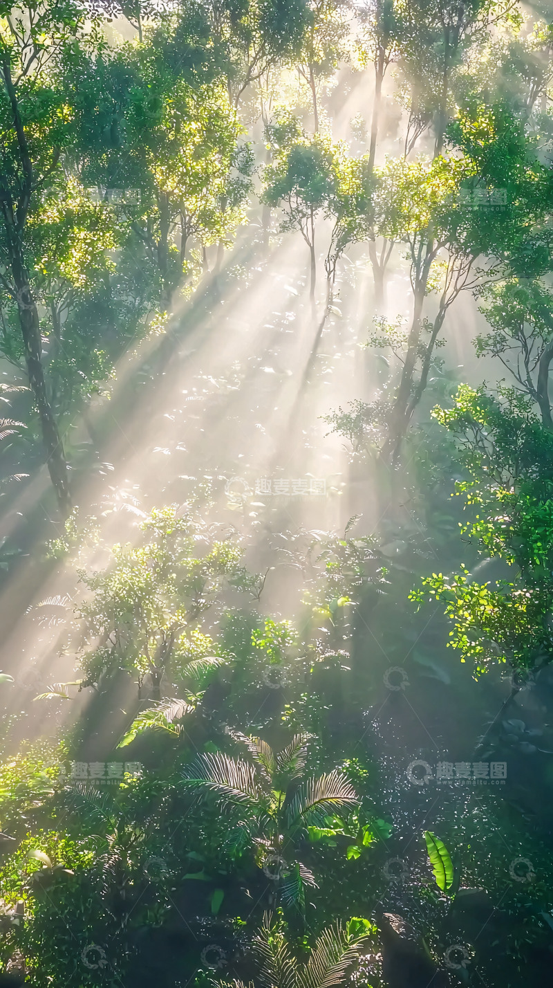 高清大图下载【趣麦麦图】森林阳光