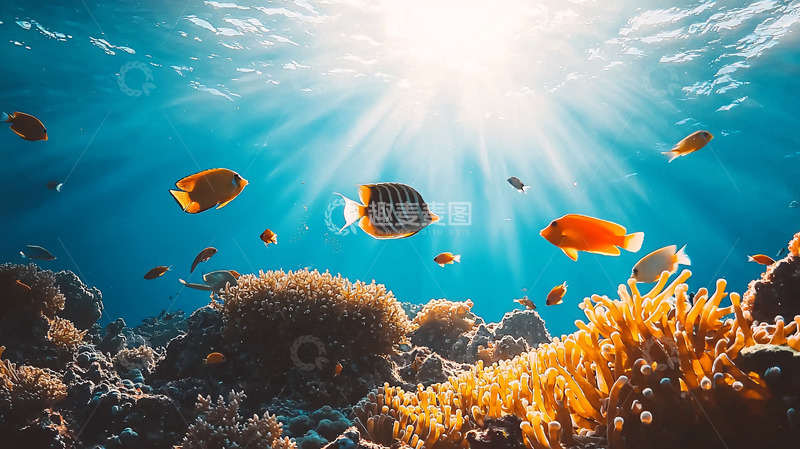 高清大图下载【趣麦麦图】阳光下的珊瑚礁鱼群