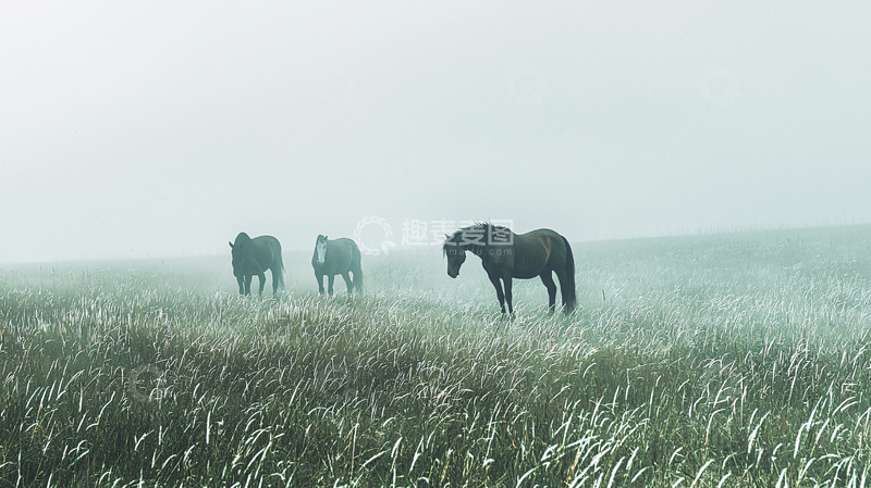 高清大图下载【趣麦麦图】雾中三匹马