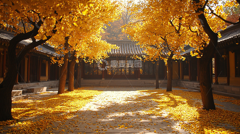 高清大图下载【趣麦麦图】秋日古院金黄银杏