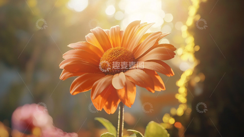 高清大图下载【趣麦麦图】阳光下盛开的橙色雏菊