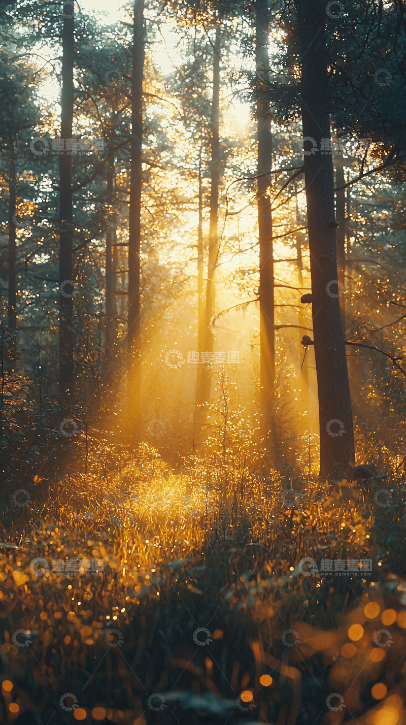 高清大图下载【趣麦麦图】森林日出阳光