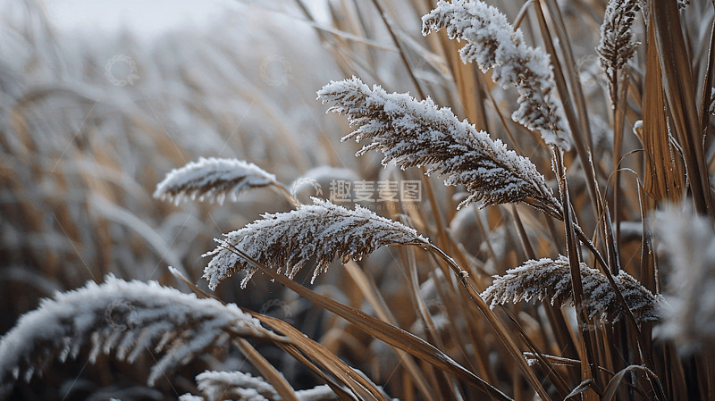 高清大图下载【趣麦麦图】霜雪覆盖的芦苇