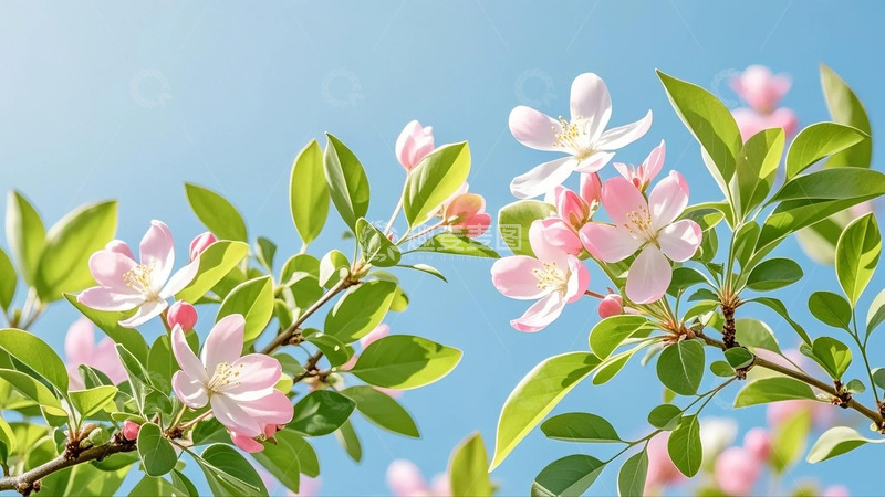 春天里开放的花朵1