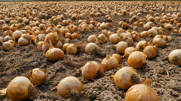 田间成片成熟的洋葱