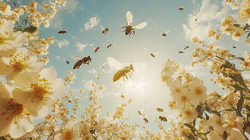 高清大图下载【趣麦麦图】蜜蜂飞过盛开的杏花