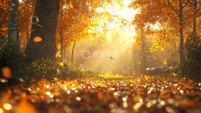 高清大图下载【趣麦麦图】秋日森林阳光洒满落叶