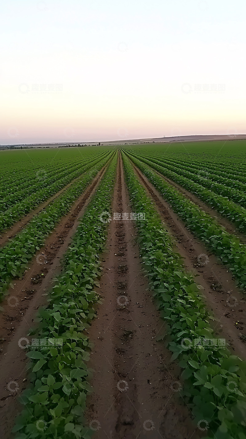 高清大图下载【趣麦麦图】蔬菜种植