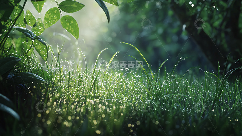 高清大图下载【趣麦麦图】清晨露珠湿润的绿草
