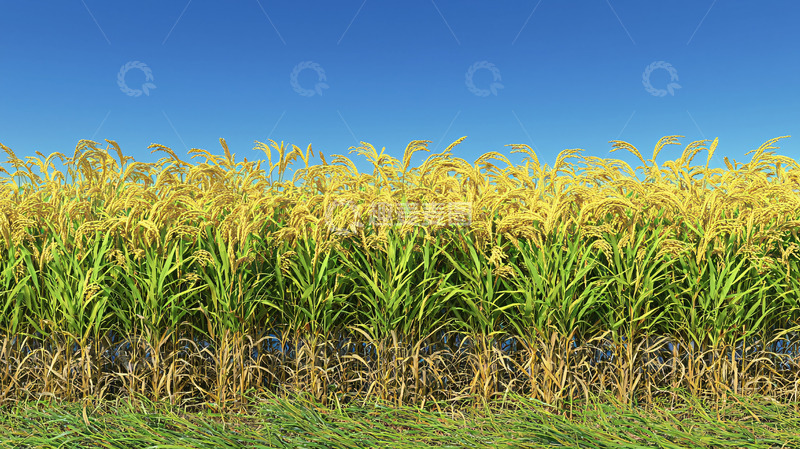 高清大图下载【趣麦麦图】金黄稻田蓝天白云