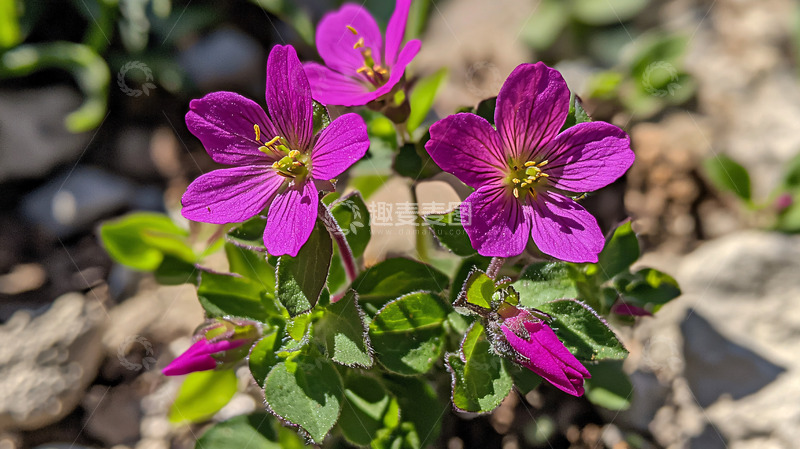 高清大图下载【趣麦麦图】紫色小花