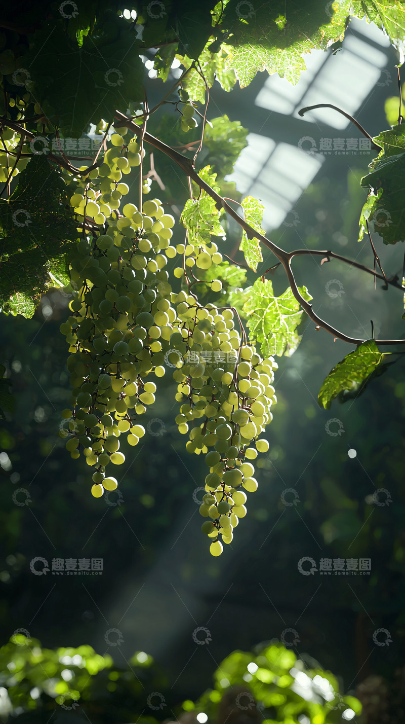 高清大图下载【趣麦麦图】阳光下绿葡萄