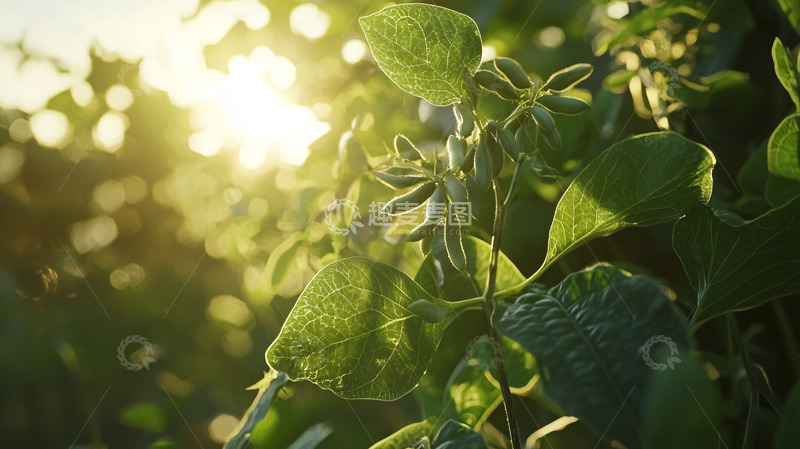 高清大图下载【趣麦麦图】阳光透过绿叶