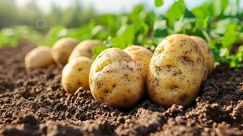 高清大图下载【趣麦麦图】新鲜土豆田间采摘
