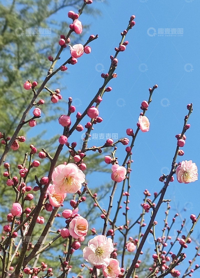 高清大图下载【趣麦麦图】春天腊梅盛开2