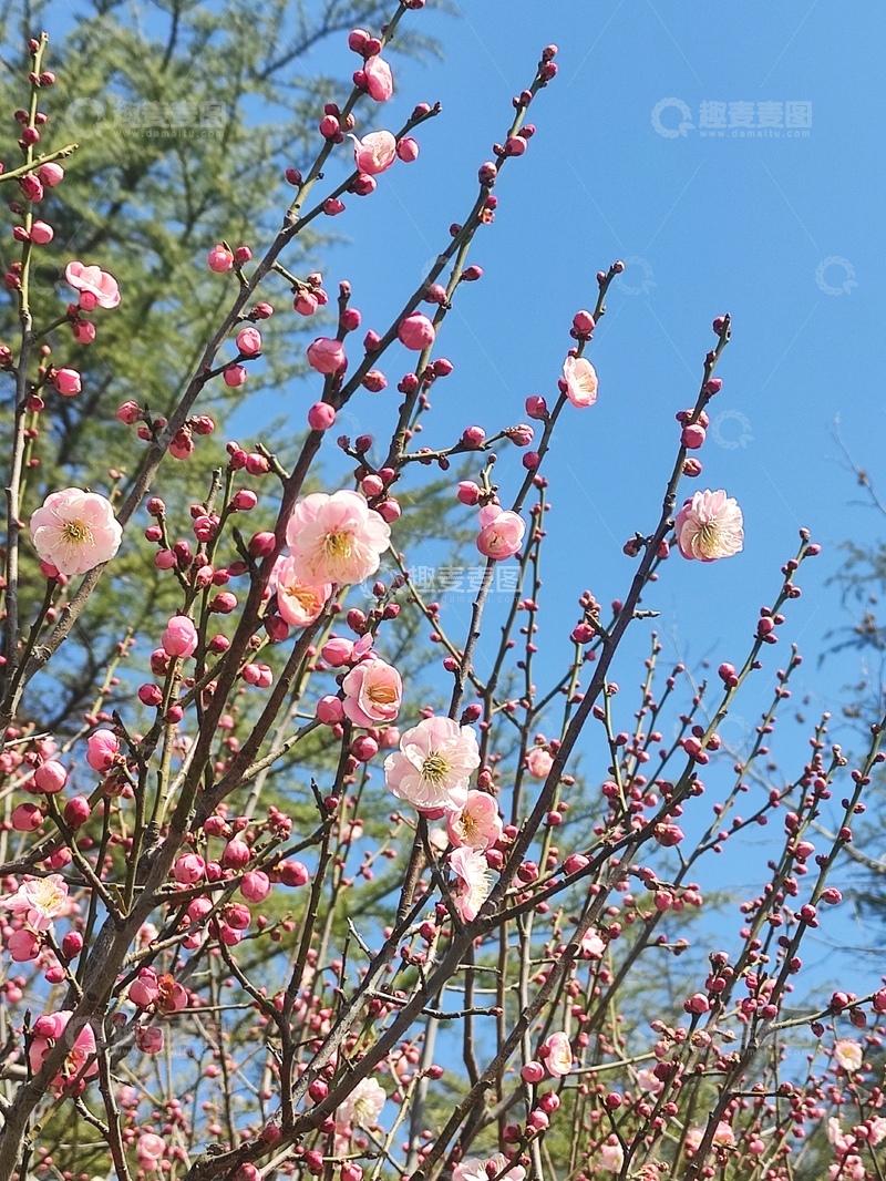 高清大图下载【趣麦麦图】春天腊梅盛开3