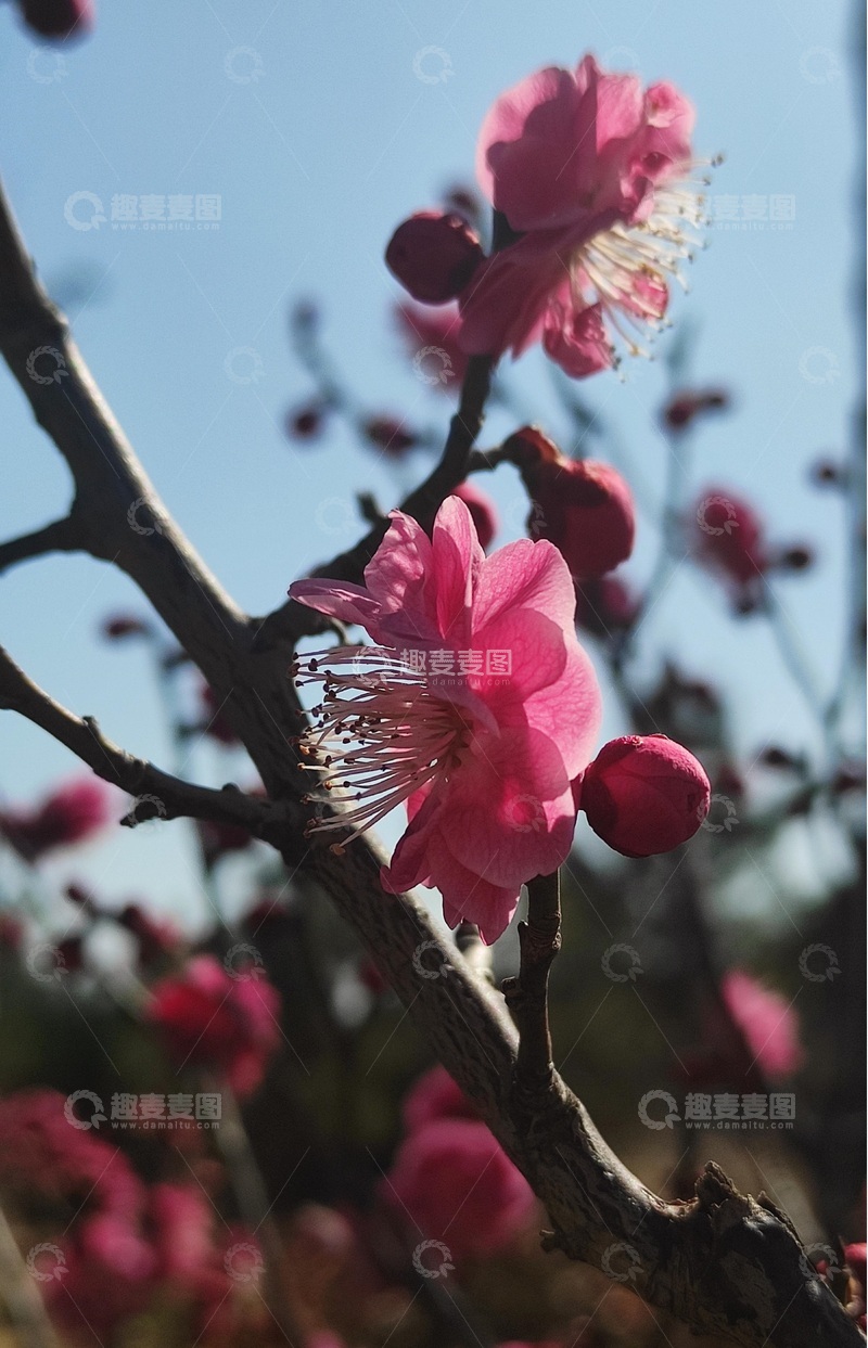 高清大图下载【趣麦麦图】春天腊梅盛开1