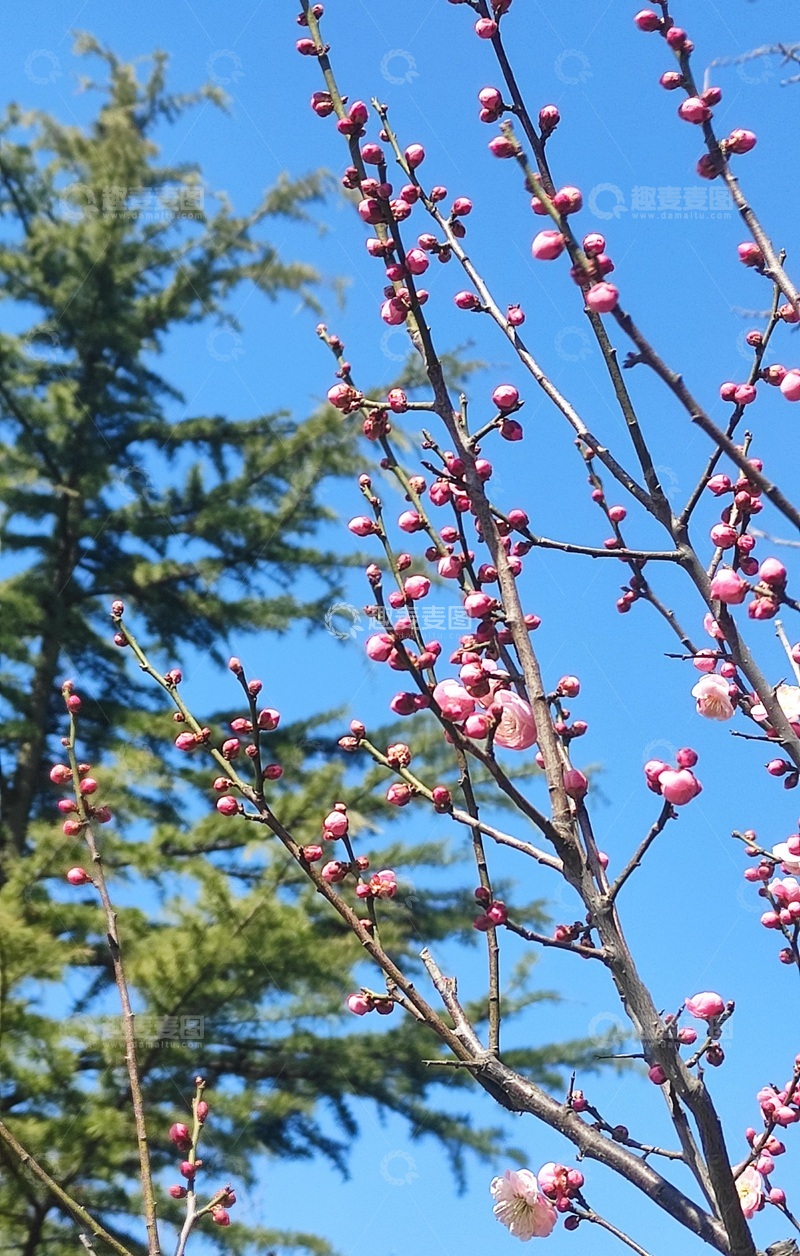 高清大图下载【趣麦麦图】春天腊梅盛开