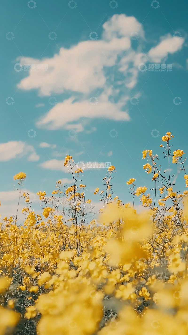高清大图下载【趣麦麦图】蓝天白云下的金黄油菜花田